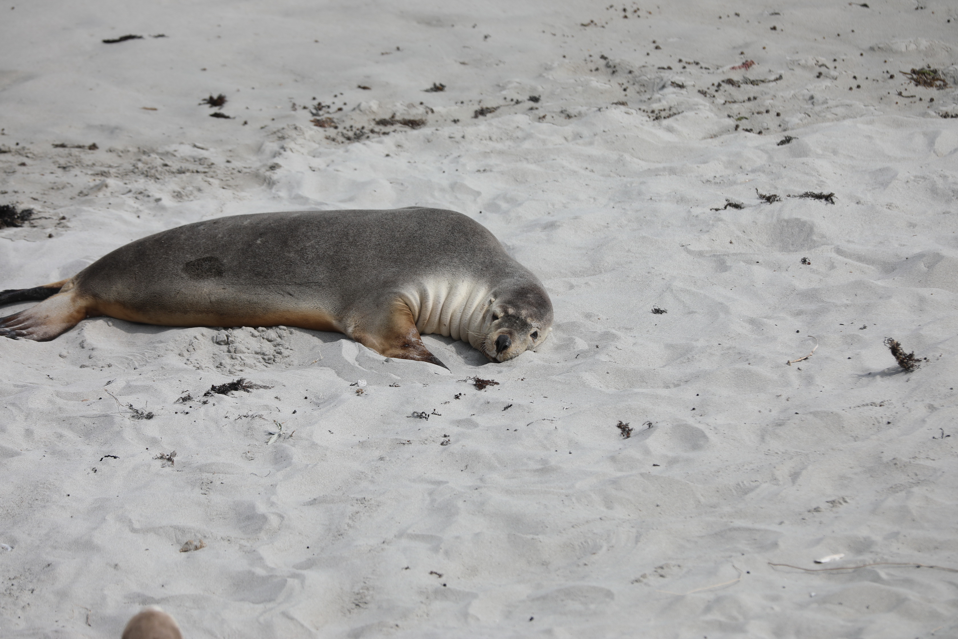 2019 09 29 13 49 15 Canon EOS 5D Mark IV 0037